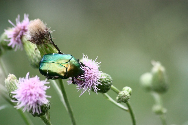 Cetonia aurata pisana?